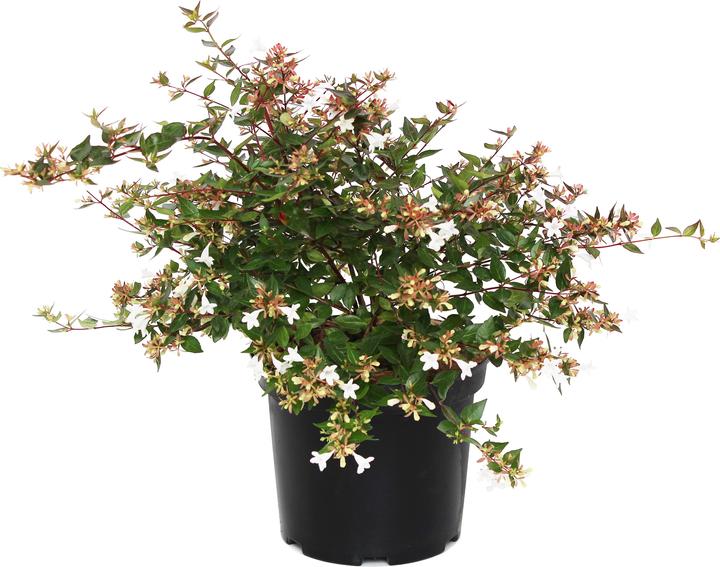 Produktbild Zulauf Grossblütige Abelie / Abelia x grandiflora (50 cm)