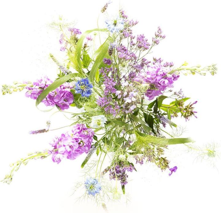 Produktbild VEG and the City Violetta (klein)