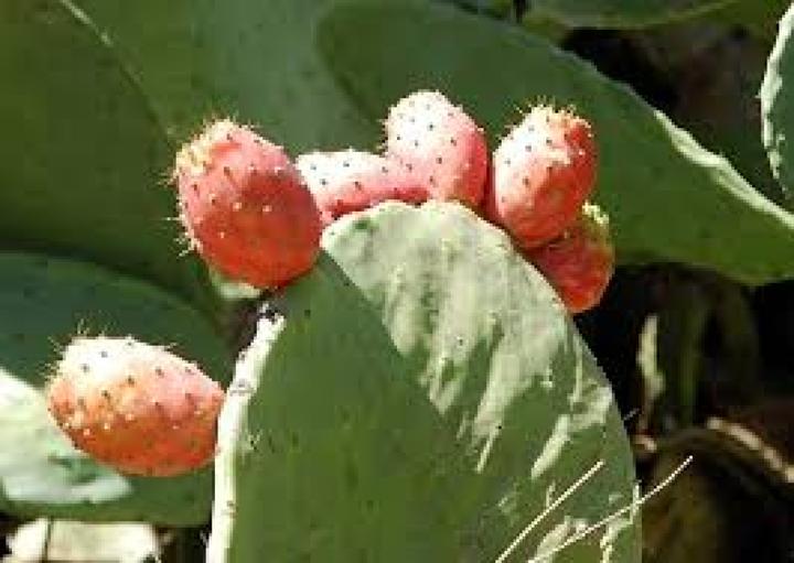 Produktbild Tropica Feigenkaktus (Keimlinge)