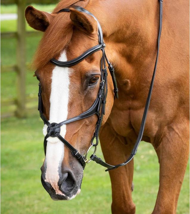 Premier Equine Glorioso Zaum
