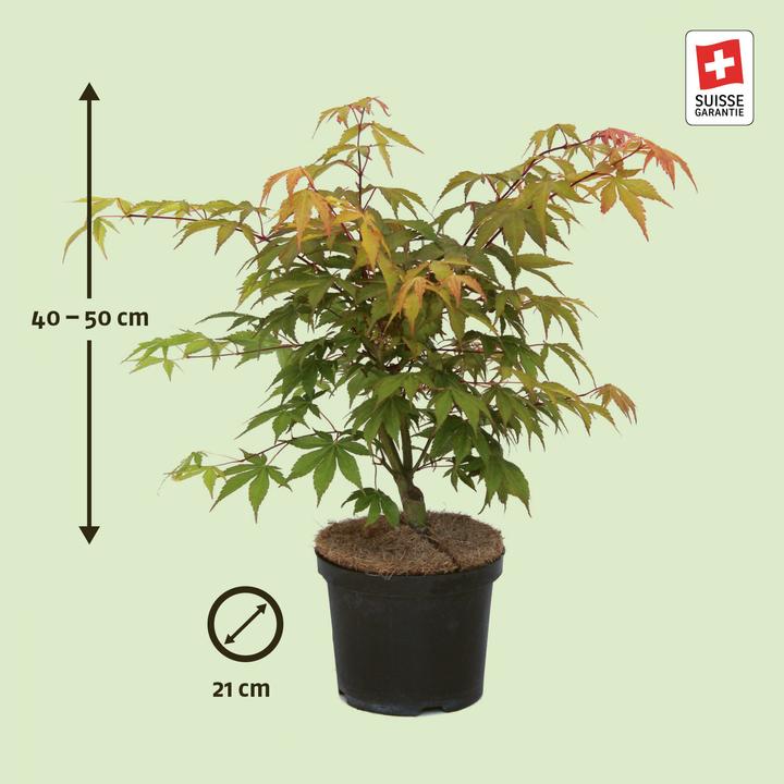 Produktbild Zulauf Japanischer Fächer-Ahorn / Acer palmatum 'Osakazuki' (50 cm)