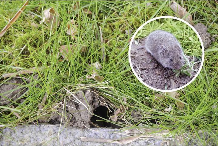Actual product image Gardigo Vole trap vole pincer trap 4pcs set