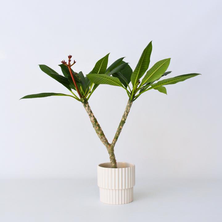 Produktbild Plant in a Box Plumeria Frangipani Pearl - Hawaii pflanze (70 cm)