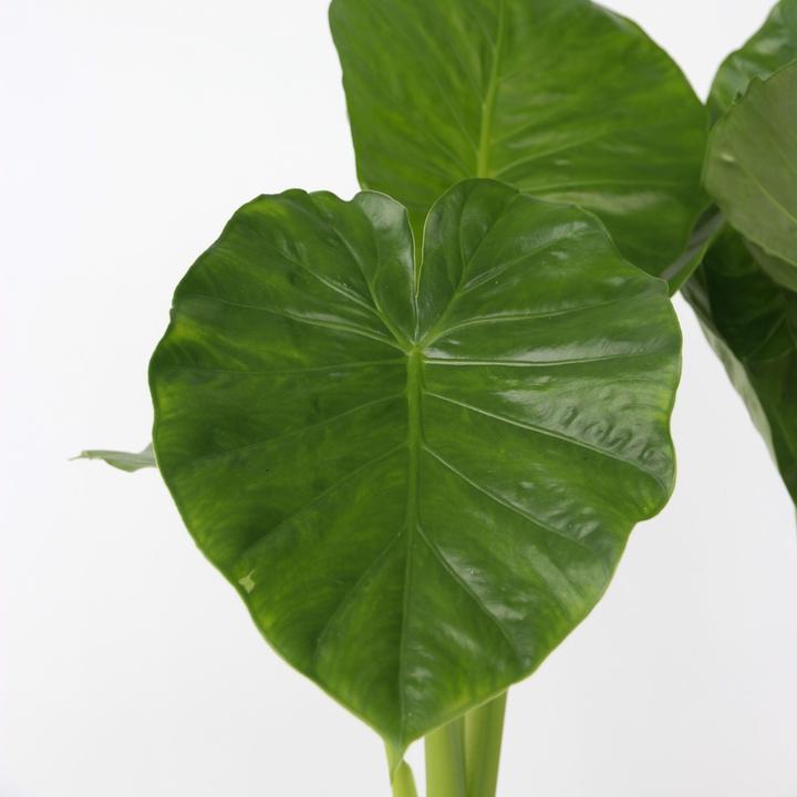 Produktbild Plant in a Box Alocasia Odora - Grosse Elefantenohr (55 cm)