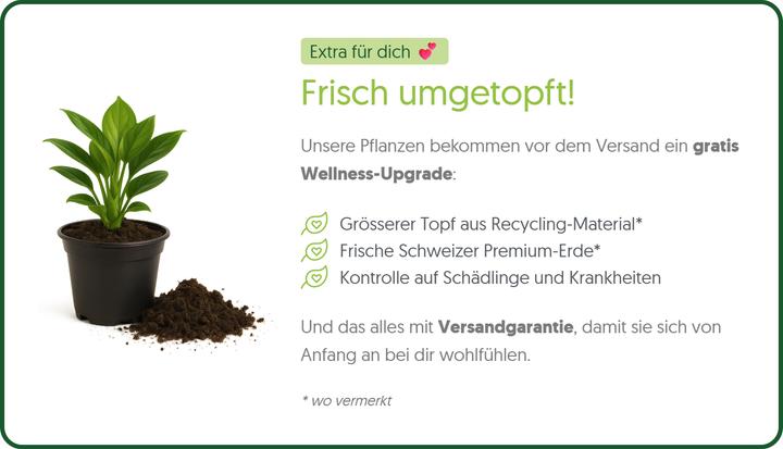 Produktbild Plantlovers Strelitzia reginae (Paradiesvogelblume) (35 cm, Frisch umgetopft)