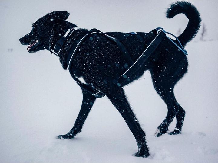 Produktbild Non-Stop Dogwear Polar Collar (S, M, L, Hund)