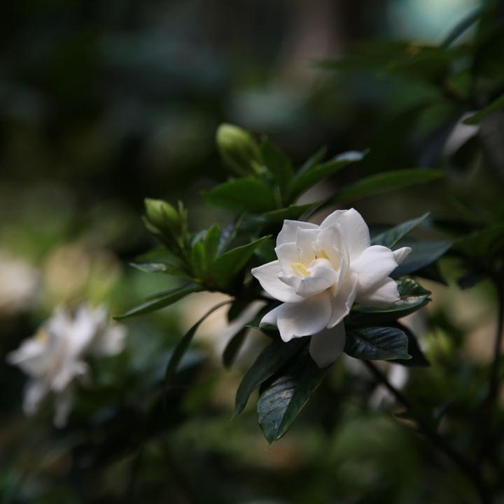 Produktbild Plant in a Box Gardenia Jasminoides - Gartenien (30 cm)