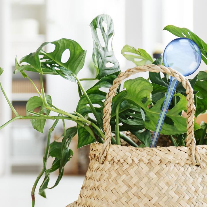 Image du produit Relaxdays 5x boules d'irrigation (Boules d'arrosage)