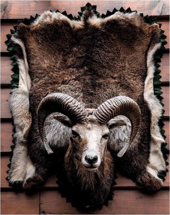 Image du produit Schnelle Wildgerichte - Das Wild Kochbuch (Allemand, Markus Bitzen, 2021)