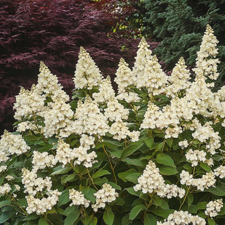 Immagine prodotto Plant in a Box Hydrangea paniculata 'Candlelight' - Ortensia (25 cm)