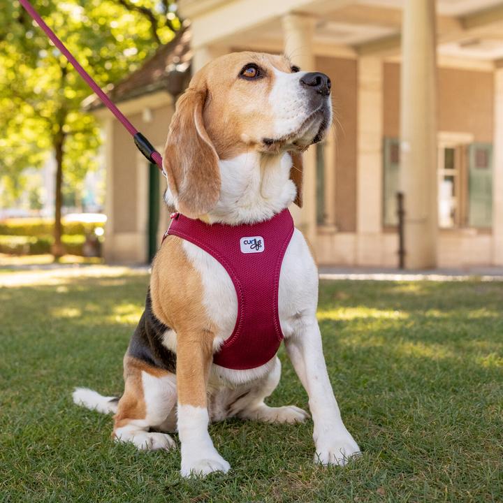 Produktbild Curli Vest Air-Mesh (XXS, Hund, Allgemein)