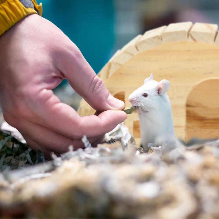 Image du produit Relaxdays Maison-pour-hamster