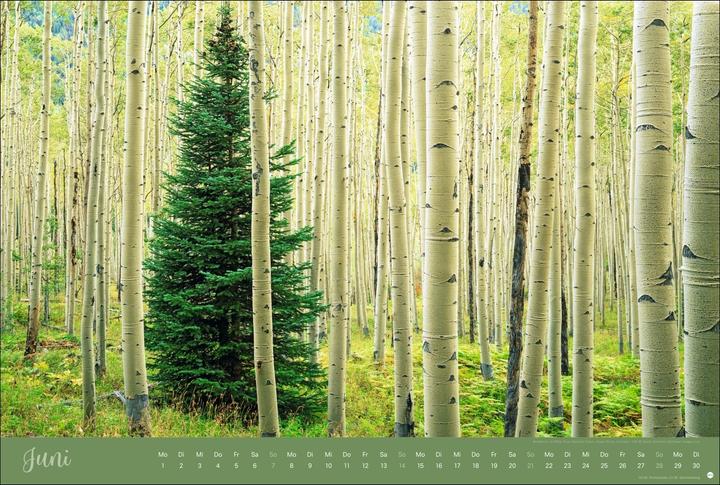 Actual product image Zauberwälder Edition Kalender 2026 (Hardcover, German)