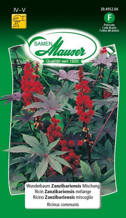 Produktbild Samen Mauser Wunderbaum (Pflanzensamen)