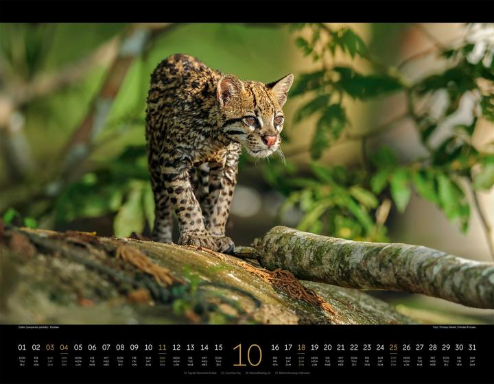 Image du produit Königreich der Katzen Kalender 2026 (54 x 42 cm, Anglais, Français, Allemand)