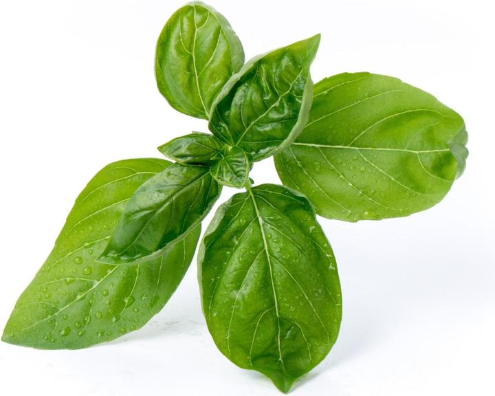 Produktbild Véritable Bio-Basilikum (Kräutersamen)