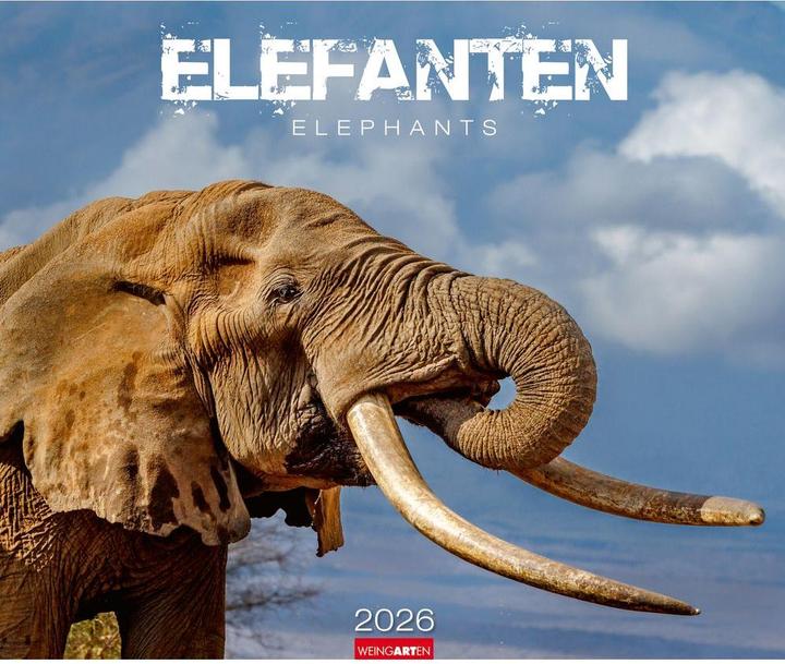 Actual product image Elefanten Kalender 2026 (55 x 46 cm, German)