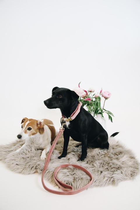 Produktbild Kentucky Dogwear Hundeleine Velvet (L, Hund)