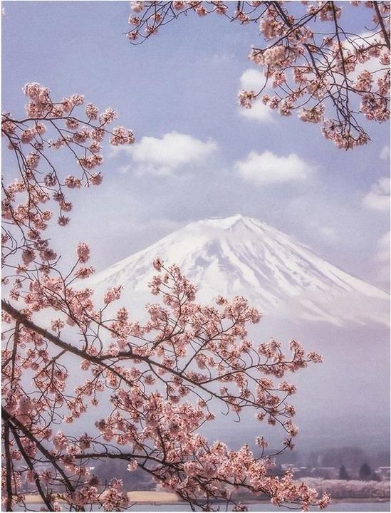 Immagine prodotto Pyramid Stampa dei fiori di ciliegio del Monte Fuji di Makiko Samejima (80 x 60 cm)