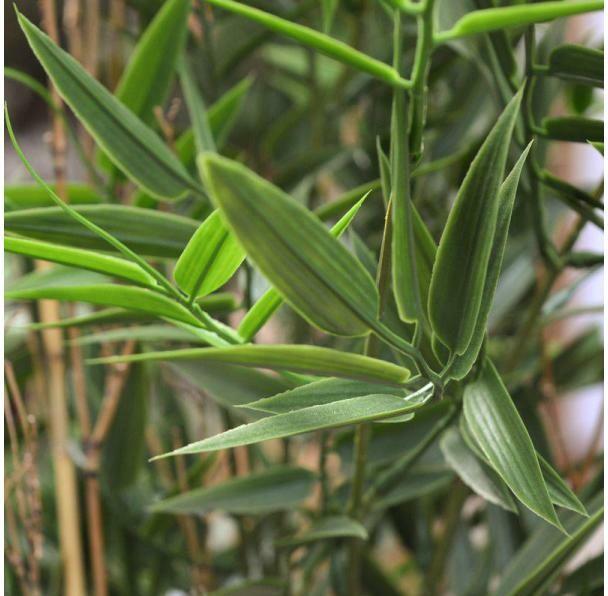 Image du produit Botanic-Haus Bambou japonais (95 cm)