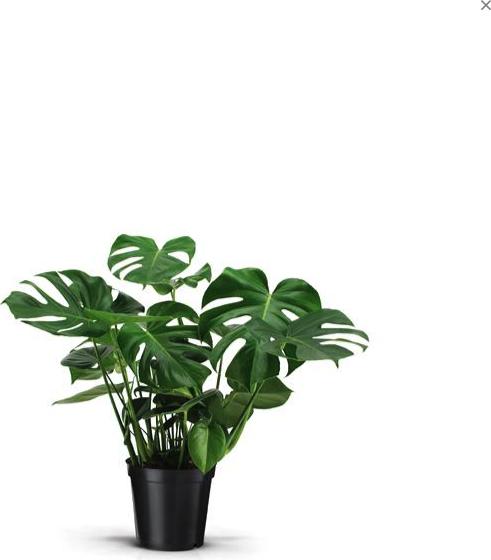 Produktbild Plantlovers Monstera Deliciosa (Fensterblatt) (75 cm, Frisch umgetopft)