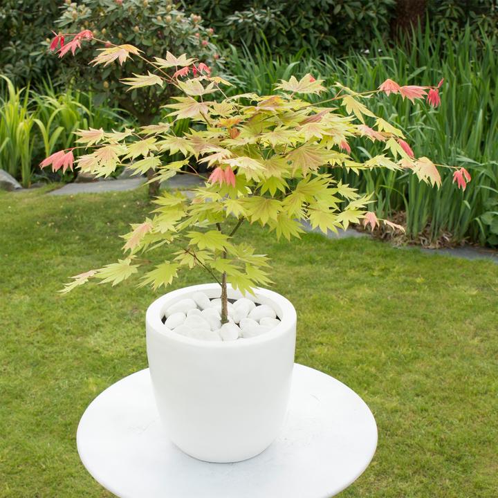 Immagine prodotto Plant in a Box Acer palmatum 'Moonrise' - Acero (40 cm)