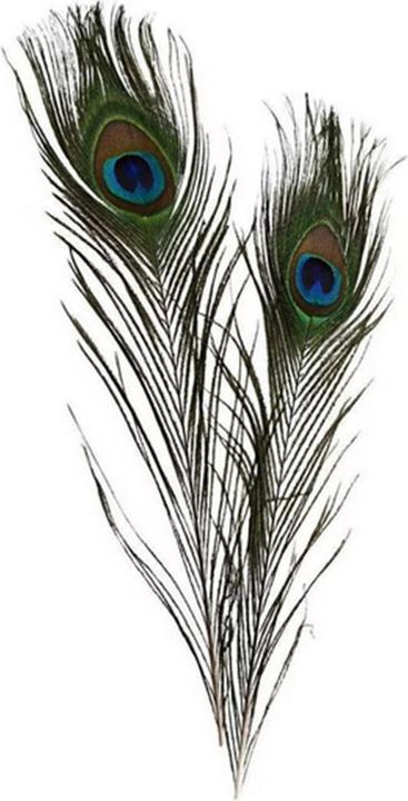 Actual product image Creativ Company peacock feathers