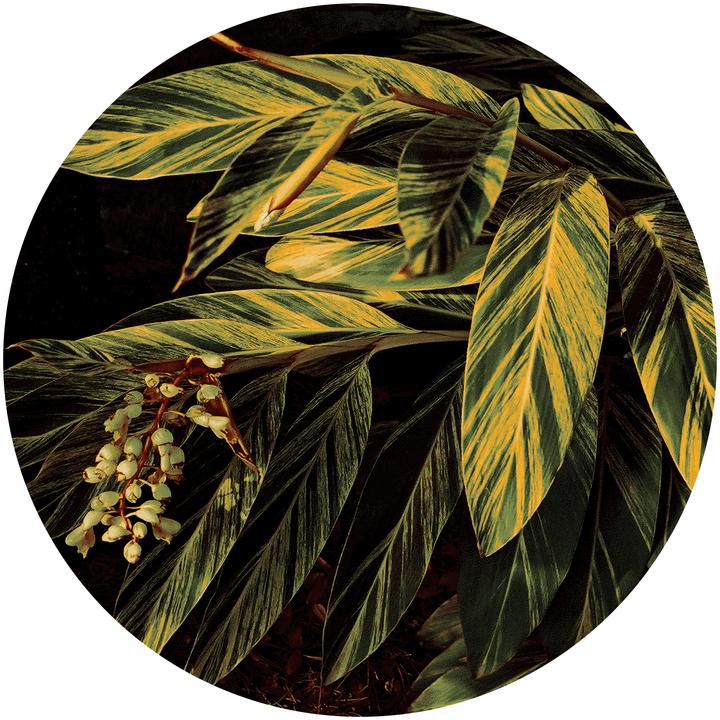 Sula Teppich Tropicana 5