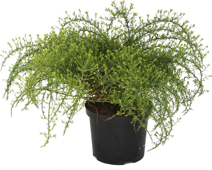 Produktbild Zulauf Stein-Ginster / Genista lydia (25 cm)
