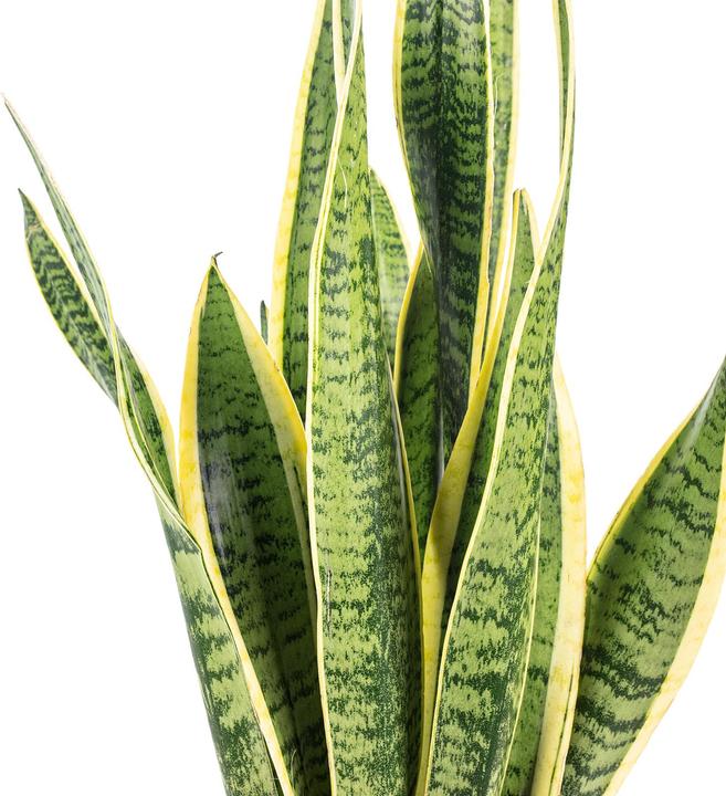 Immagine prodotto Flowerbox Canapa a fiocco - Sansevieria trifasciata Laurentii (65 cm)