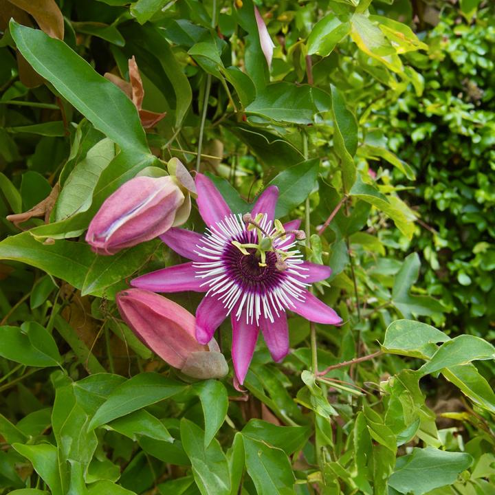 Produktbild Plant in a Box Passiflora x violacea 'Victoria' - 2er-Set Passionsblume (110 cm)