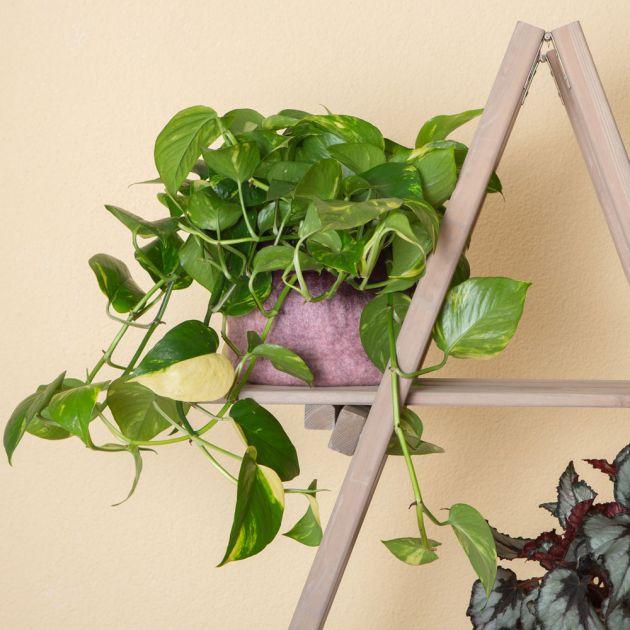 Immagine prodotto VEG and the City Firat (Edera Epipremnum aureum) (20 cm)