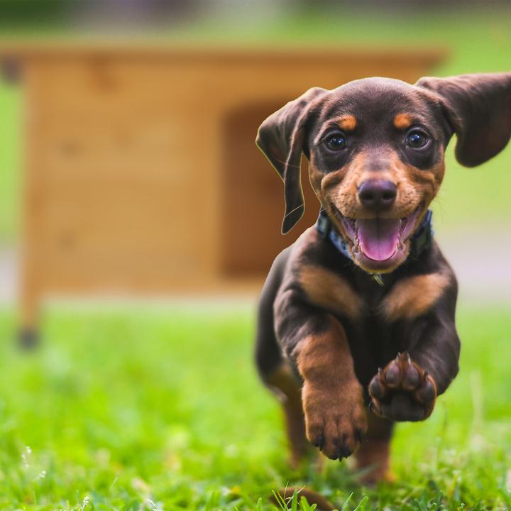 Image du produit Relaxdays Chenil pour chiens (Chenil pour chiens)