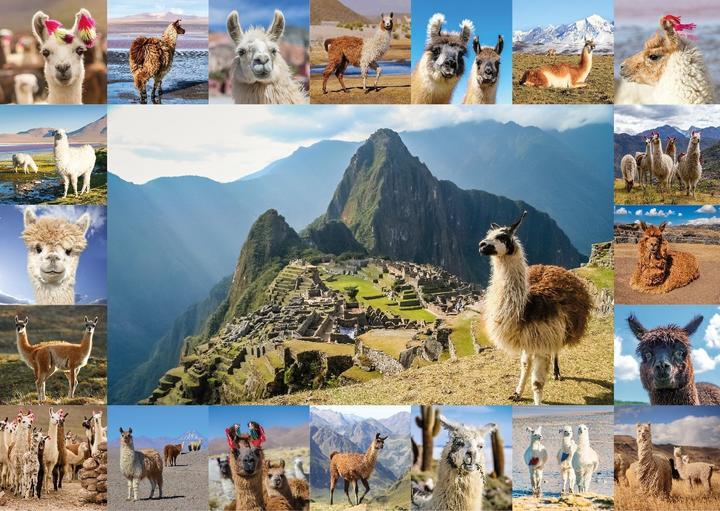 Produktbild Starnberger Spiele Puzzle Lama (1000 Teile) (1000 Teile)
