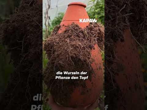 Produktbild WePot Olla S