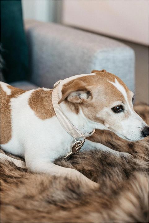 Actual product image Kentucky Dogwear Dog collar Wool (S, Dog, General)