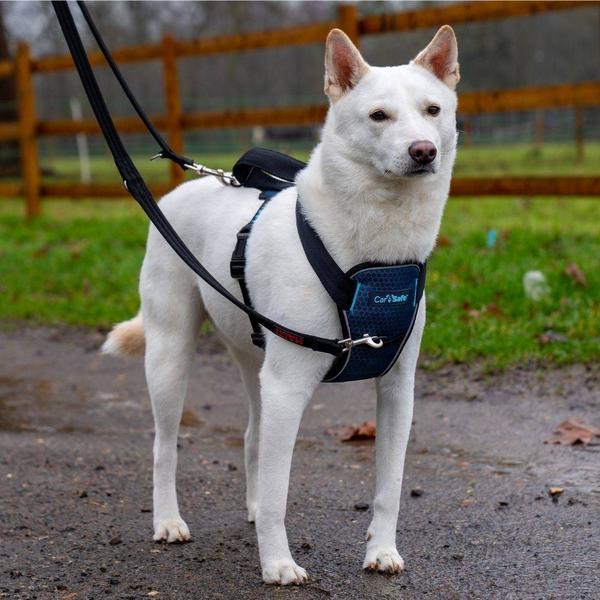 Produktbild Company of Animals CarSafe Autogeschirr Crash-getestet (Hund, Reflektoren)