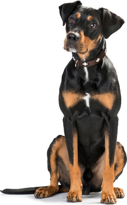 Productafbeelding Hunter Halsband Zwitsers (Hond, Hondensport)