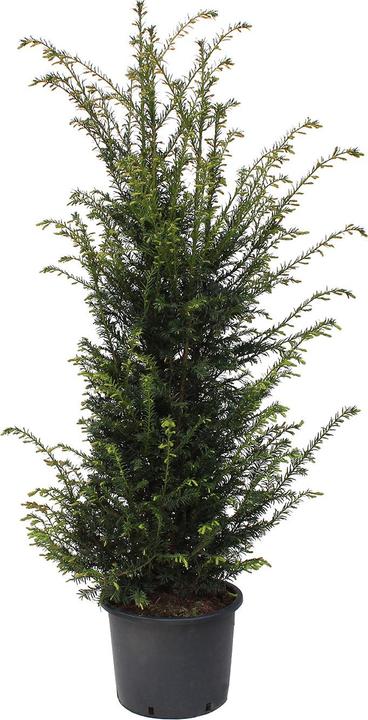 Produktbild Zulauf Gemeine Eibe / Taxus baccata (150 cm)