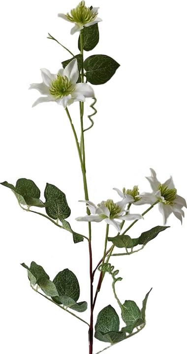 Produktbild NTK-Collection Clematis Weiss 2er Set 78 cm (78 cm)