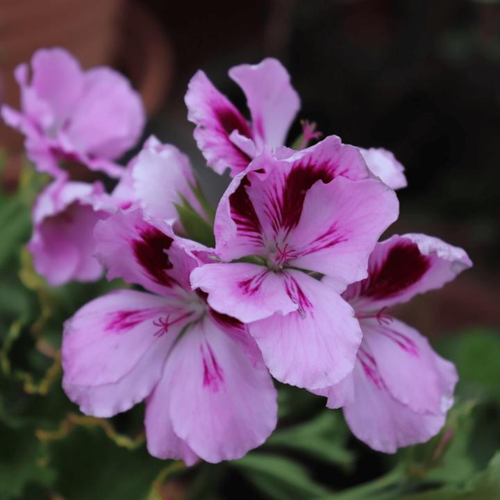 Produktbild Plant in a Box Pelargonium ‘Orange Fizz’, 'Pink Capitatum', 'Lizzy' - 6er-Set Anti-Moskito-Pflanze (15 cm)