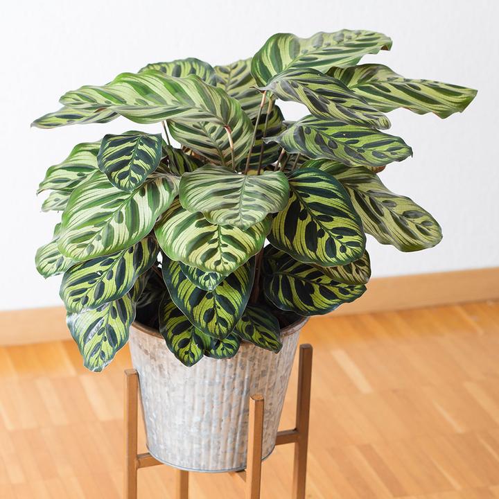 Produktbild VEG and the City Loreto (Korbmarante - Calathea makoyana) (50 cm)