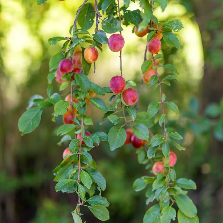 Produktbild Plant in a Box Malus 'Braeburn', Prunus avium, Pyrus 'Doyenne du Comice', Prunus domestica - 4er Mischung Obstbäum (70 cm)