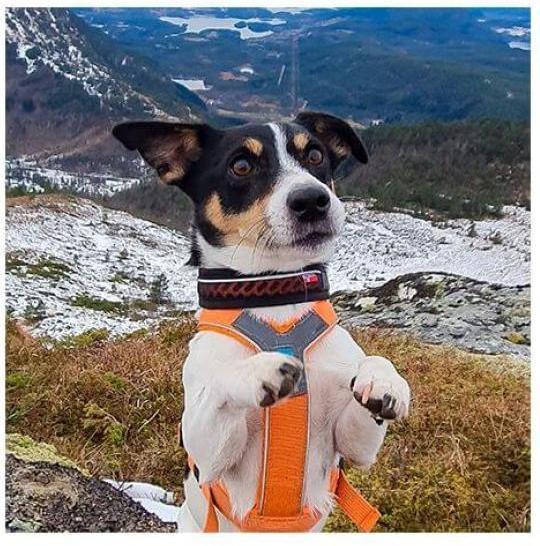 Image du produit Non-Stop Dogwear Rock Collar 3.0 (XXXL, Chien, Général)