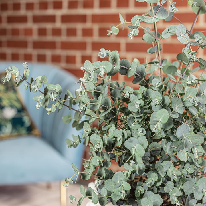 Produktbild Flowerbox Eukalyptus - Eucalyptus gunnii (45 cm)