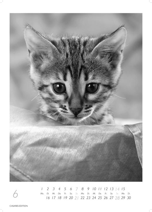 Produktbild Cats 2026 S 29x21cm (29 x 21 cm, Deutsch)