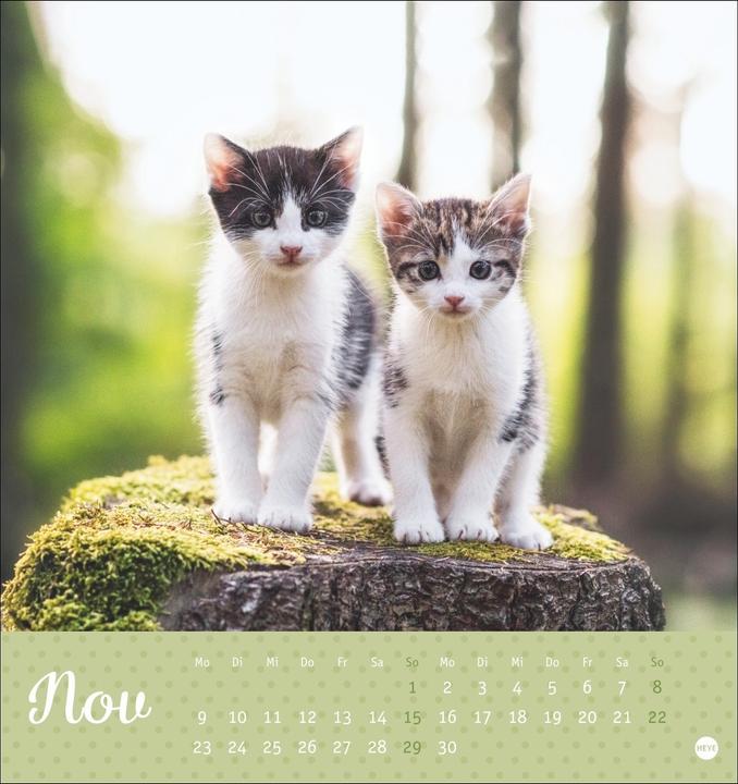 Produktbild Katzen Postkartenkalender Kleine Tiger 2026 (16 x 17 cm, Harter Einband, Deutsch)