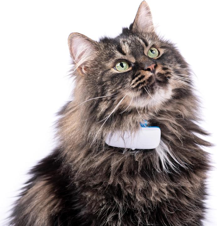 Actual product image Tractive GPS tracker for cats with activity tracking (Cat, Walks)