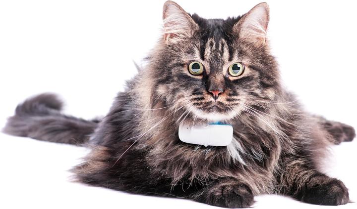 Actual product image Tractive GPS tracker for cats with activity tracking (Cat, Walks)