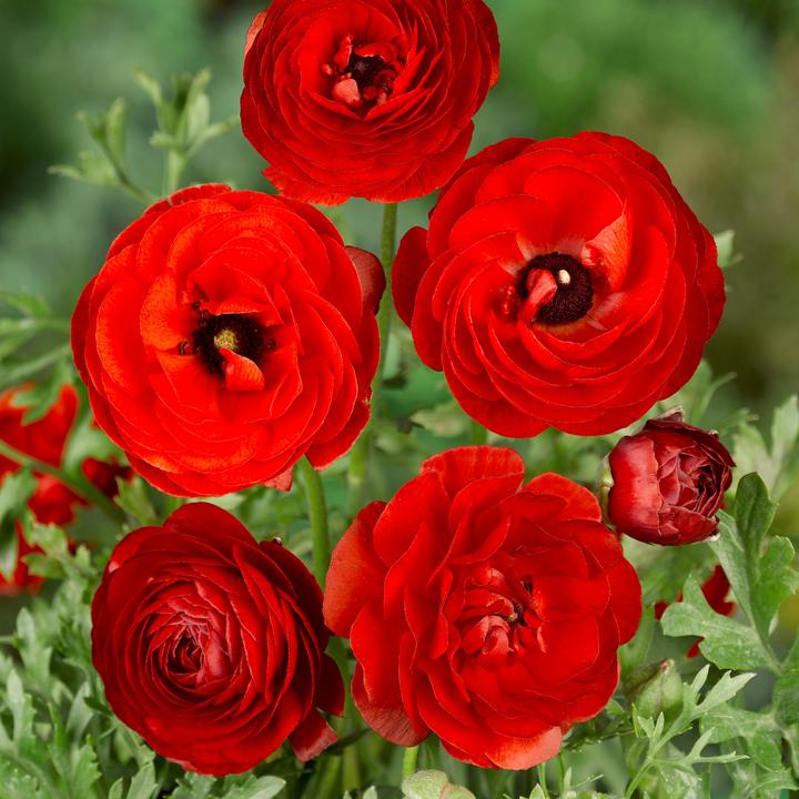 Produktbild Plant in a Box Ranunculus - 80er-Set Ranunkeln (10 cm)